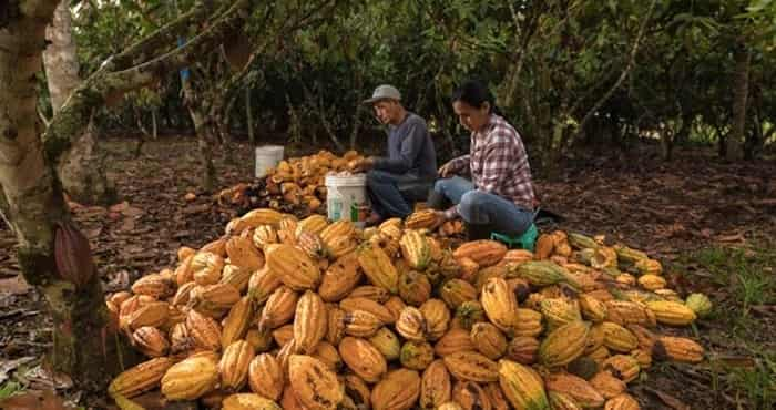 Perú Impulsa 149 Planes de Negocios Sostenibles para la Conservación de la Amazonía